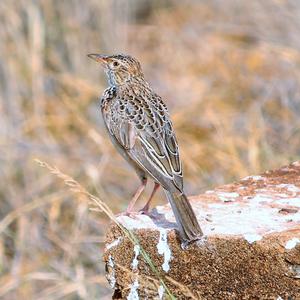 Rufous-naped Lark