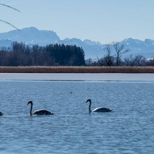 Höckerschwan