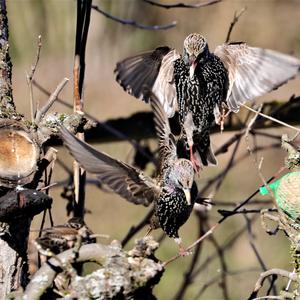 Common Starling