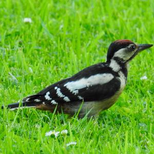 Great Spotted Woodpecker