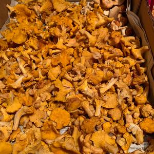 Chanterelle, Common