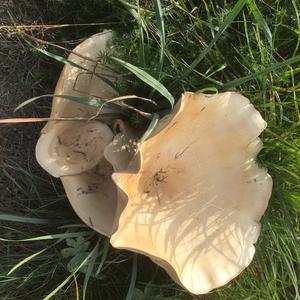 Unknown Species