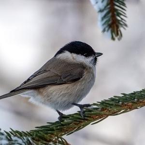 Marsh Tit