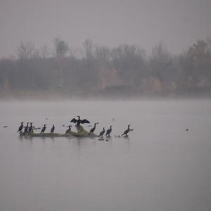 Great Cormorant