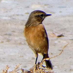 Common Stonechat