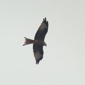 Red Kite