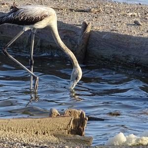 Greater Flamingo