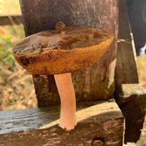 Bay Bolete