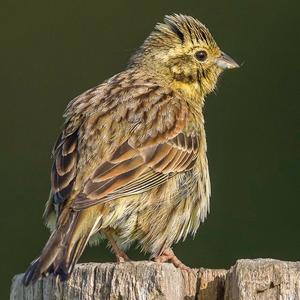 Yellowhammer