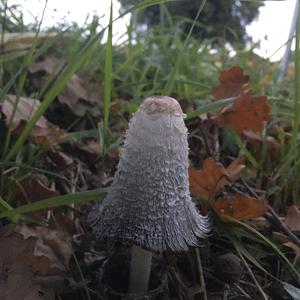 Shaggy Mane