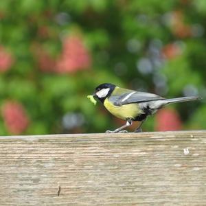 Great Tit