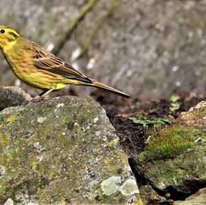 Yellowhammer