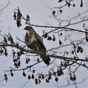 Mäusebussard