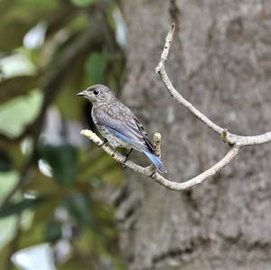 Eastern Bluebird