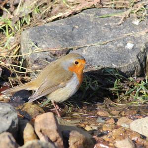 European Robin