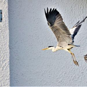 Grey Heron