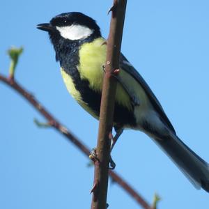 Great Tit