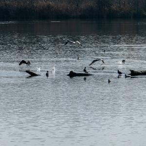 Great Cormorant