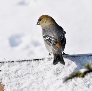 Pine Grosbeak