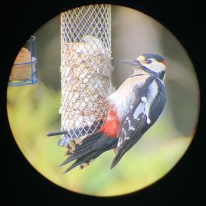 Great Spotted Woodpecker