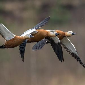 Ruddy Shelduck