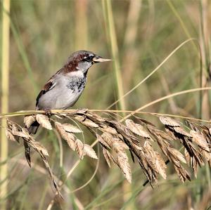 House Sparrow