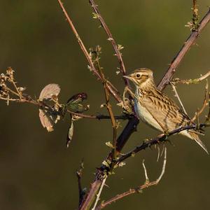 Eurasian Skylark