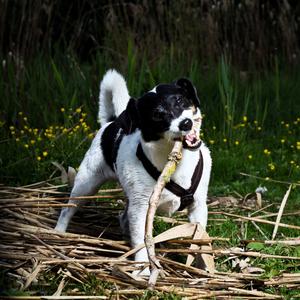 Parson Russell Terrier