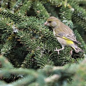 European Greenfinch