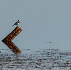 White Wagtail