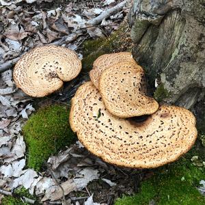 Dryad`s Saddle