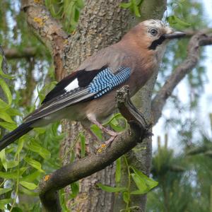 Eurasian Jay