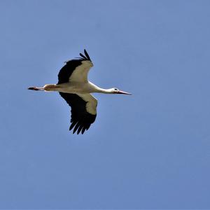 White Stork