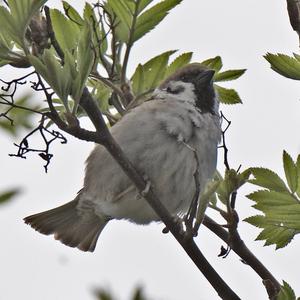 Eurasian Tree Sparrow