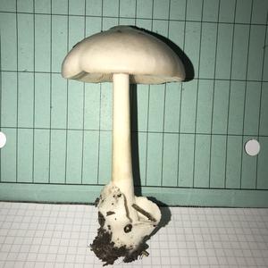 Smooth Volvariella