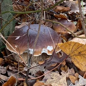 King Bolete