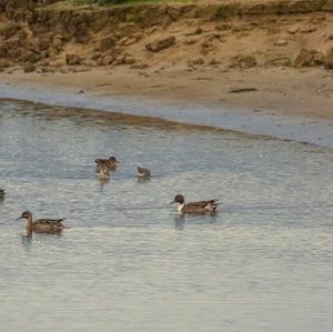 Northern Pintail