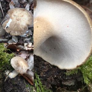 Winter Polypore