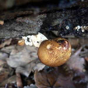 Stump Puffball