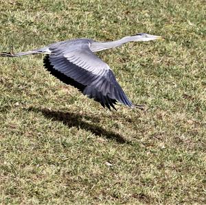 Grey Heron