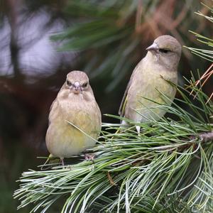 European Greenfinch