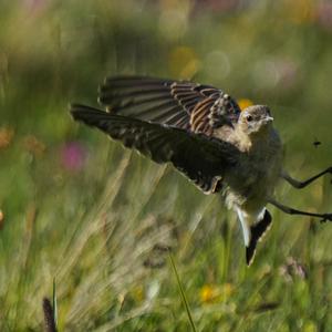 Hedge Accentor