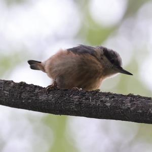 Wood Nuthatch