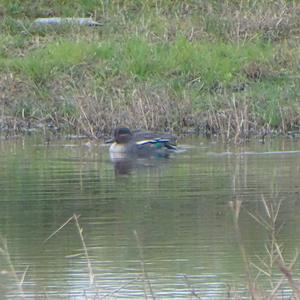 Common Teal