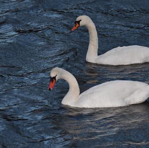 Höckerschwan