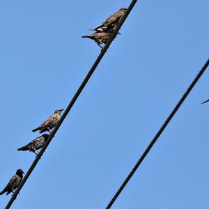 Common Starling