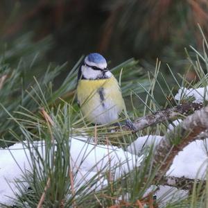 Blue Tit