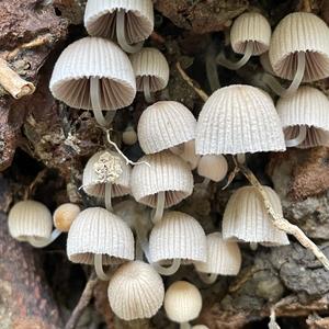 Non-inky Coprinus