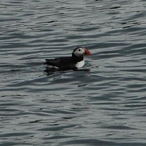 Atlantic Puffin