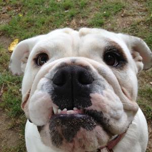 Englische Bulldogge